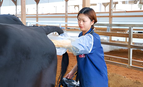 人口受精/受精卵移植/エコーによる妊娠鑑定/採卵業務